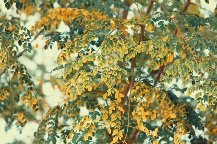What Is Chinese Medicine & How Does It Work?
